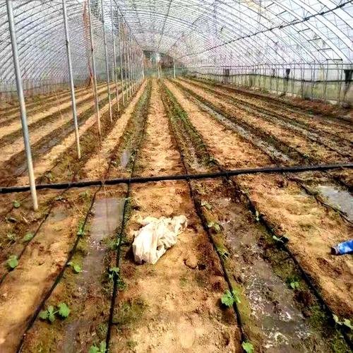 江西优质滴灌材料滴灌设备温室大棚农业种植水肥一体化供应商